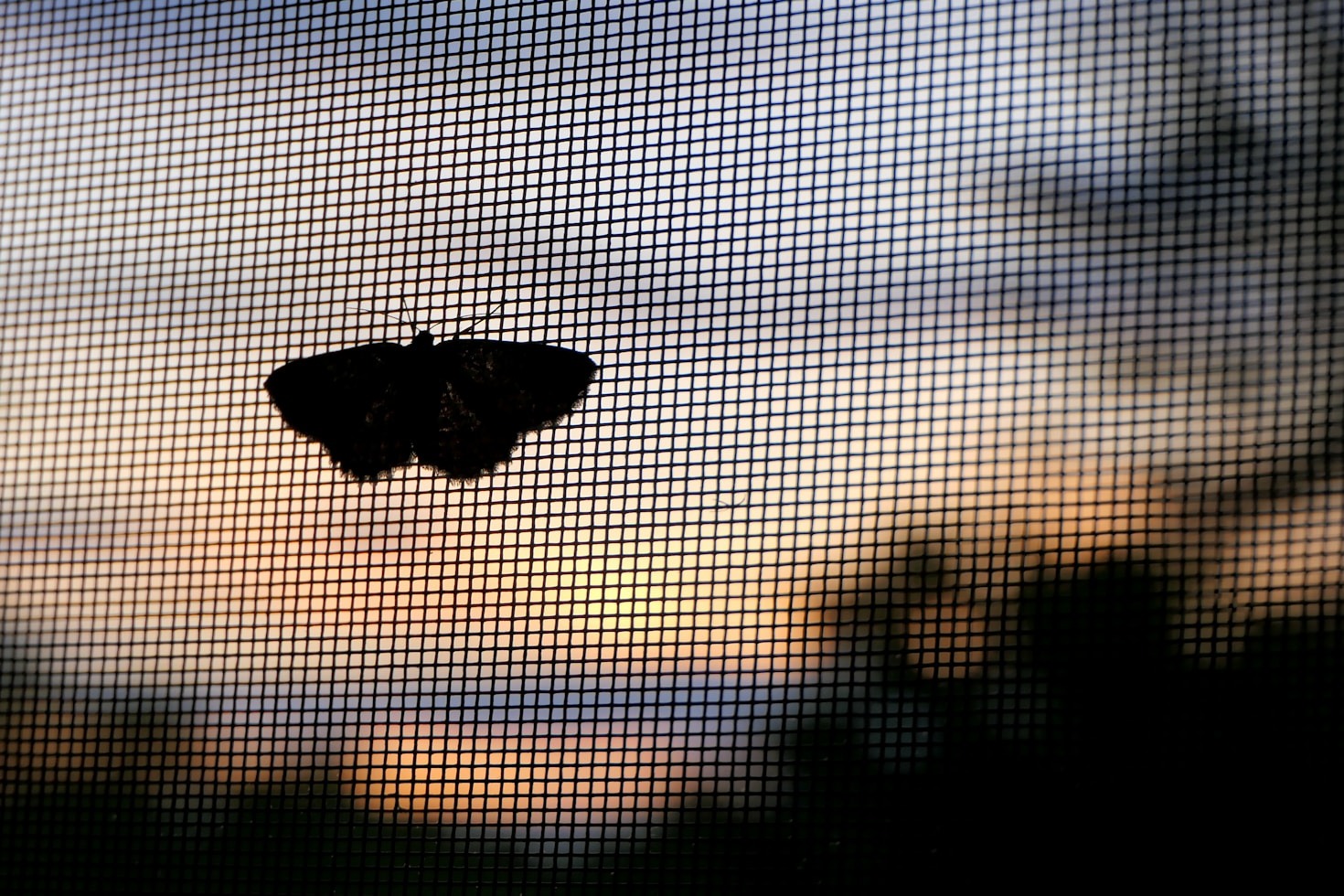 Por que investir em telas mosquiteiras para sua residência